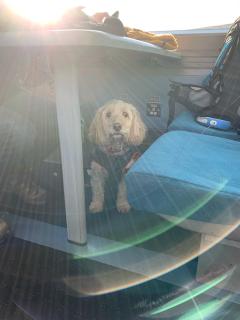 Ani The Dog enjoying the train from Worthing to Littlehampton to start day 2